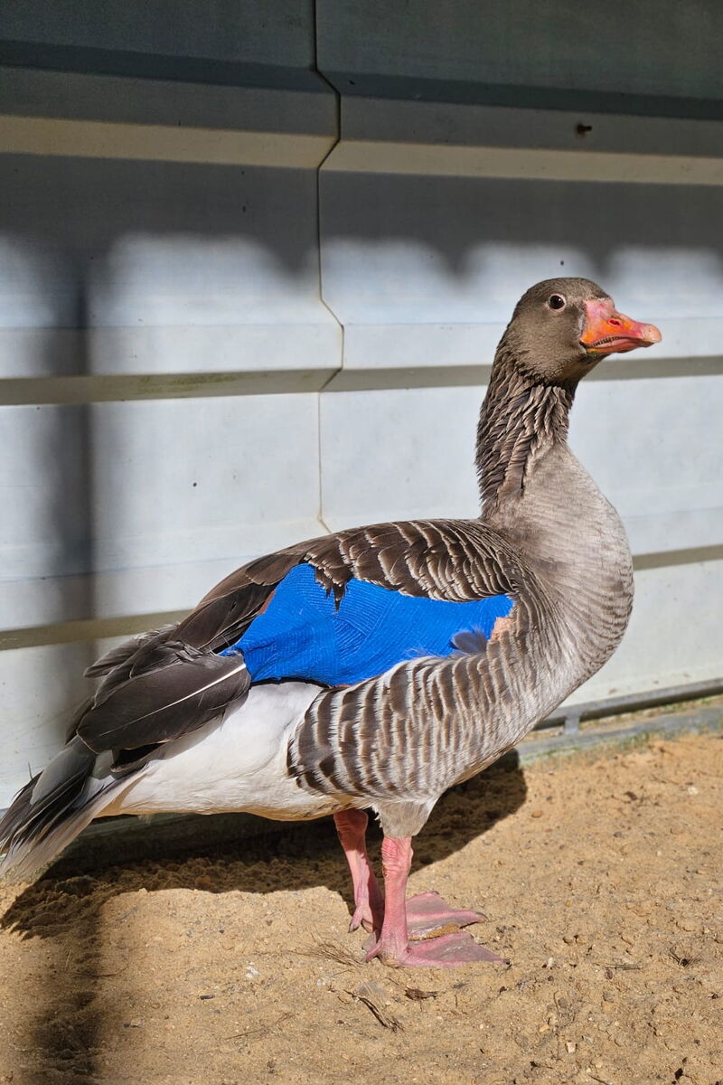 Foto von Olli mit einem blau bandaierten Flügel