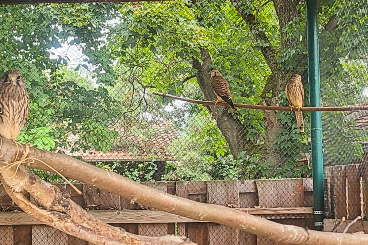 in der Flugvoliere der Turmfalken sieht man 5 Tiere auf den Ästen sitzen