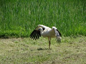 Auswilderung 03.08.2024