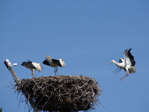 Asklepios im Anflug 30.07.2020