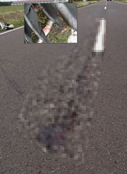 Der Storch lag zunächst auf dem Mittelstreifen