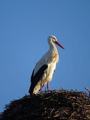 unberingter Storch in Zeppernick - Grazia?