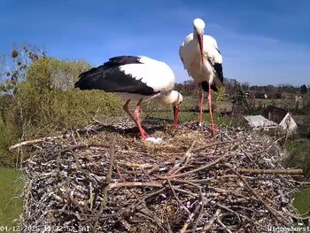 13.04.2025 Wiesenhorst - Link zum Video