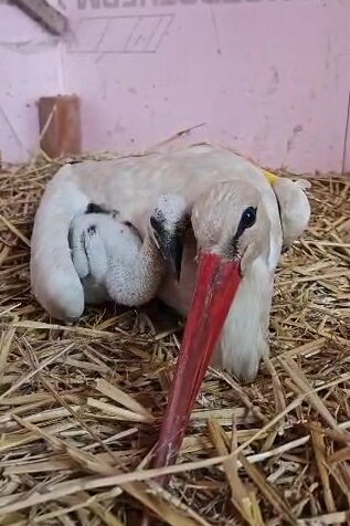 15.05.2025 Janosch und Küken - Link zum Video