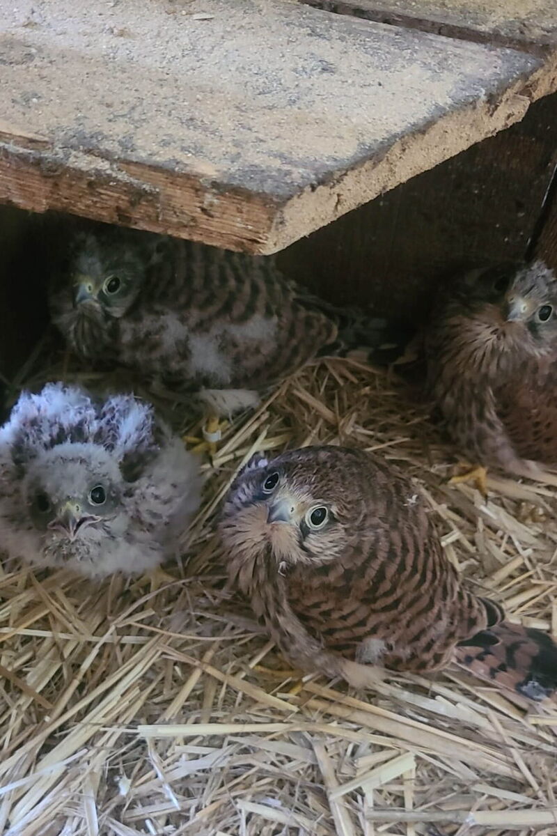 vier unterschiedlich reife Turmfalkenküken bzw. -jungvögel schauen von unten direkt in die Kamera