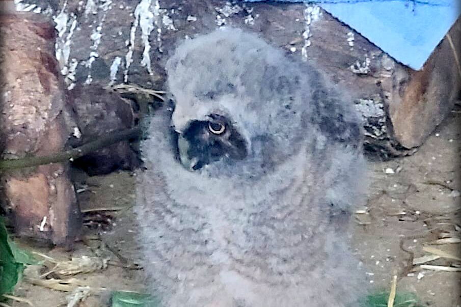 eine kleine flauschige Waldohreule sitzt in einer Holzbox sie ist grau und hat ein schwarzes Gesicht