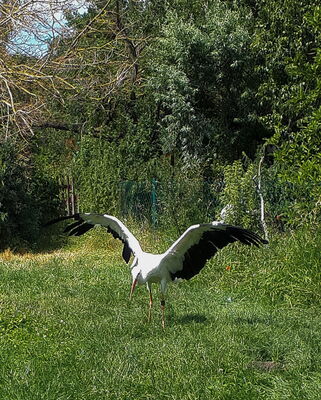 Paul im Freilauf am 19.07.2020