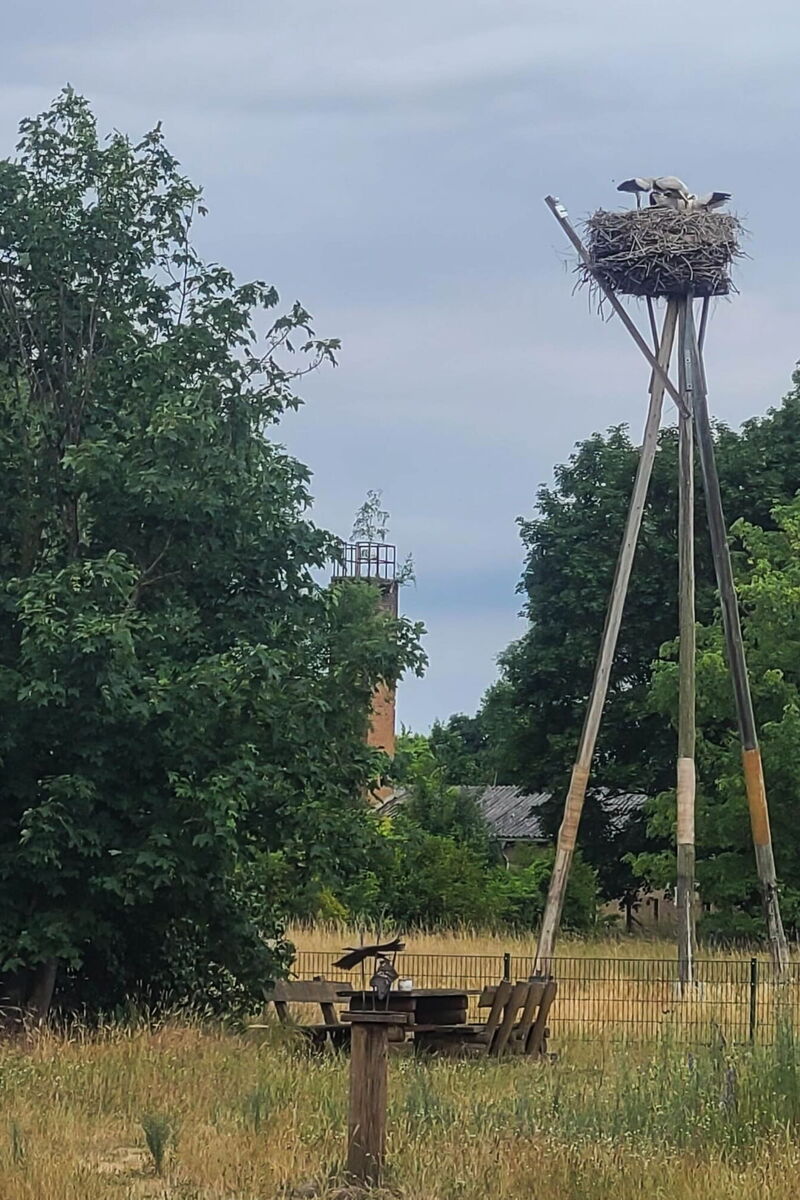 Auf dem Wiesenhorst sind Jungvögel erkennbar, ein Altstorch füttert gerade