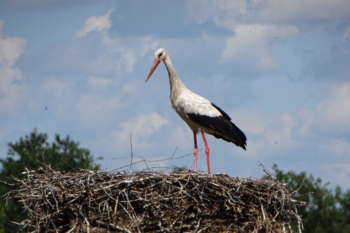 ein Storch, Heinz, steht mit langem Hals auf dem Nest