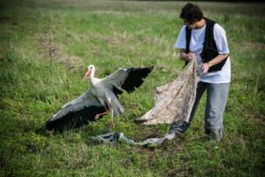 Ein Storch wird freigelassen (Foto aus 2010)