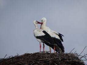 DSC01359 Wally und Benjamin 15032023