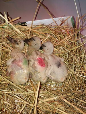 die Dahlewitzer Küken am 28.05.2021