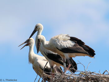 Haupthorst 20.07.2024 Foto: L.Thielecke