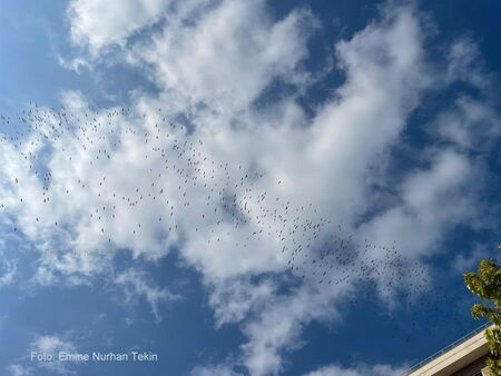 Zuggruppe von Störchen am 25.8. über Istanbul