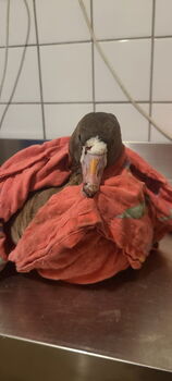 Emma ist mit der Gesamtsituation unzufrieden