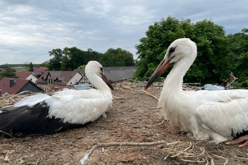 zwei junge Störche liegen in einem Nest, beide tragen einen Sender auf dem Rücken