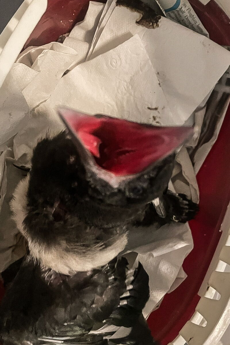 eine junge Elster sitzt in einer Kleintierbox und sperrt den Schnabel auf. Der leuchtet rot, Das Bild ist mit einem Video auf der Chayns-Seite verlinkt