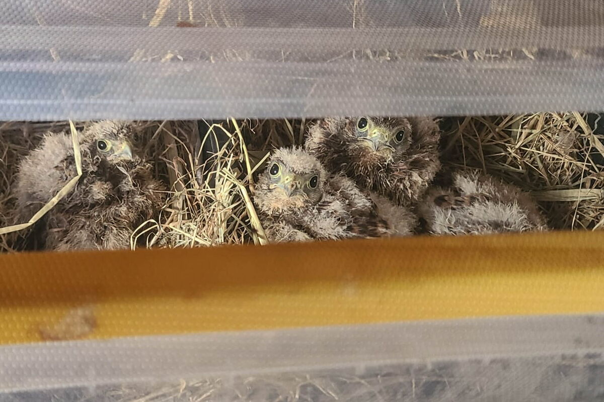 in einer milchigen Plastikbox mit Heu ausgelegt, sitzen vier noch weiß-flauschige Turmfalkenküken und schauen zur Kamera