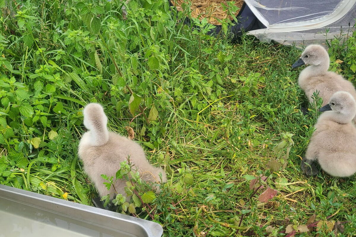 drei kleine graue flauschige Schwanenküken auf der grünen Wiese
