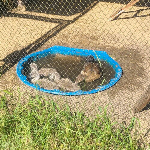 in der Voliere ist ein kleiner blauer Pool in den boden eingelassen., darin die drei Schwäne und die kleine Nilgans