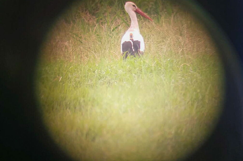 Sicht durch ein Fernglas, darin zu sehen ein Weißstorch auf Wiese
