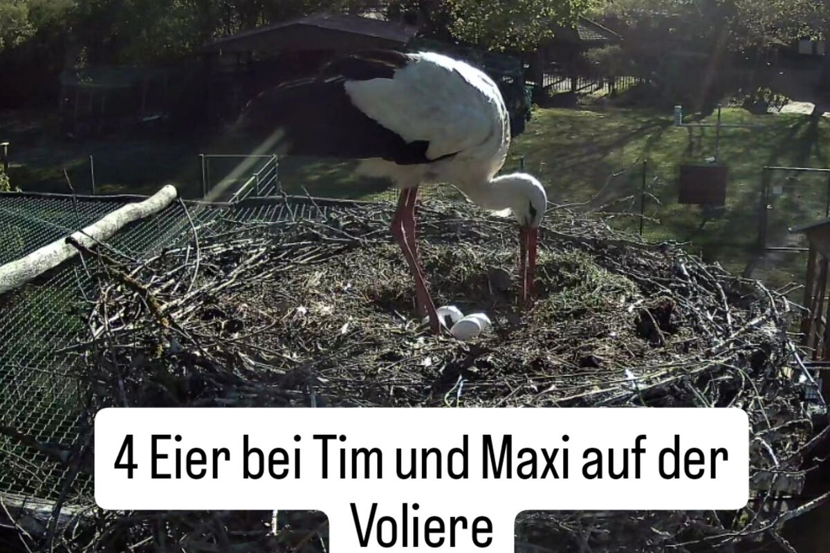 Kamerabild - Maxi (ohne Ring) wendet die vier Eier