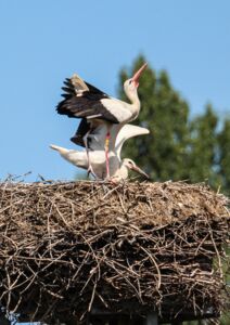 Wiesenhorst Benjamin und Jungstorch 20.07.2024 Foto: L.Thielecke