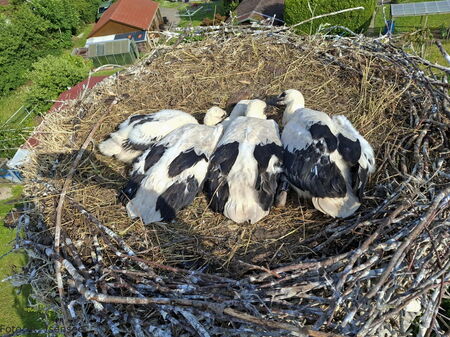 ein Blick in das Nest, alle vier liegen, es ist nicht mehr viel Platz