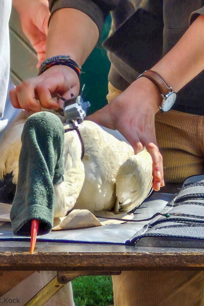 Ein Storch mit einer grünen Socke über dem Kopf liegt auf dem Tisch. Auf dem Rücken ist der Sender erkennbar