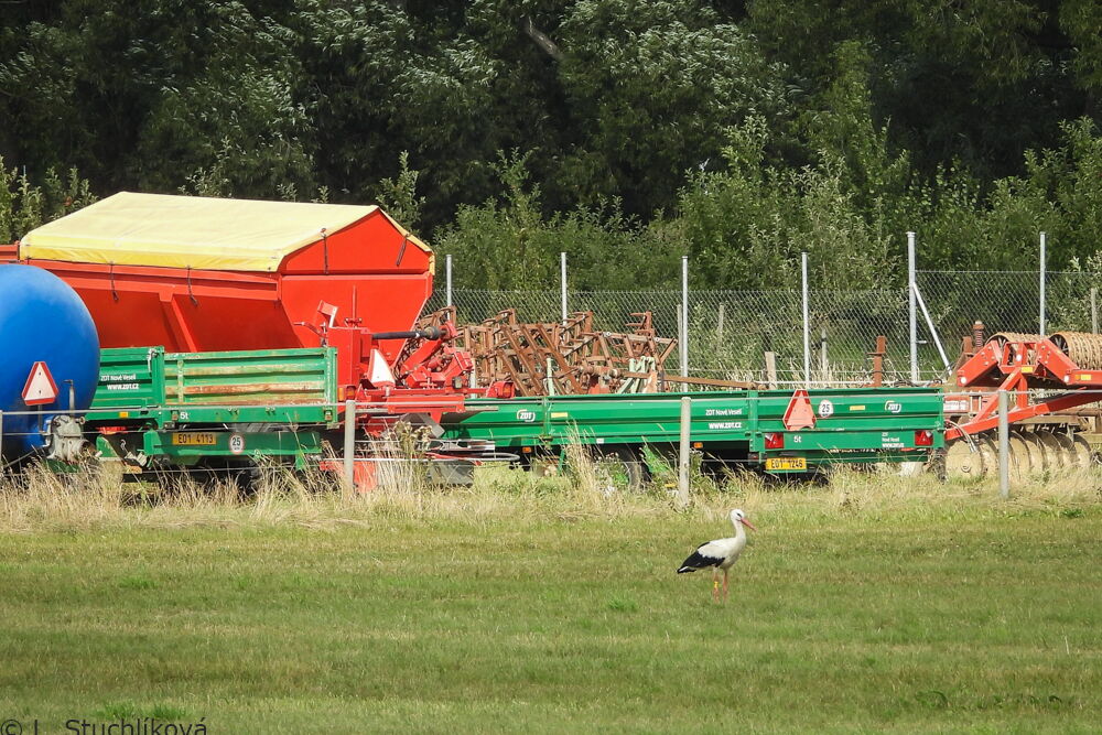 der Storch auf der Wiese in einiger Entfernung, hinter ihm eingezäunt landwirtschaftliche Maschinen