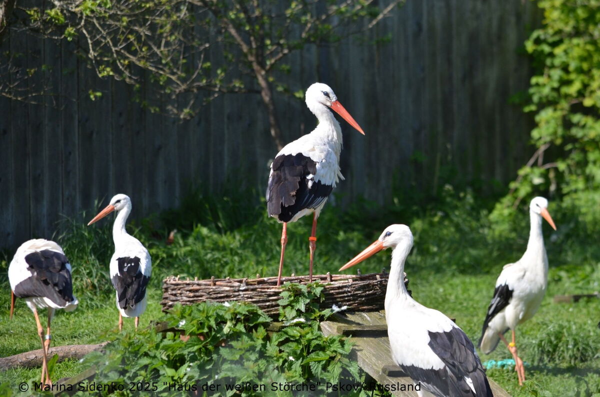 wieder eine Gruppe von 5 Störchen, auf dem Kunstnest Eugen allein