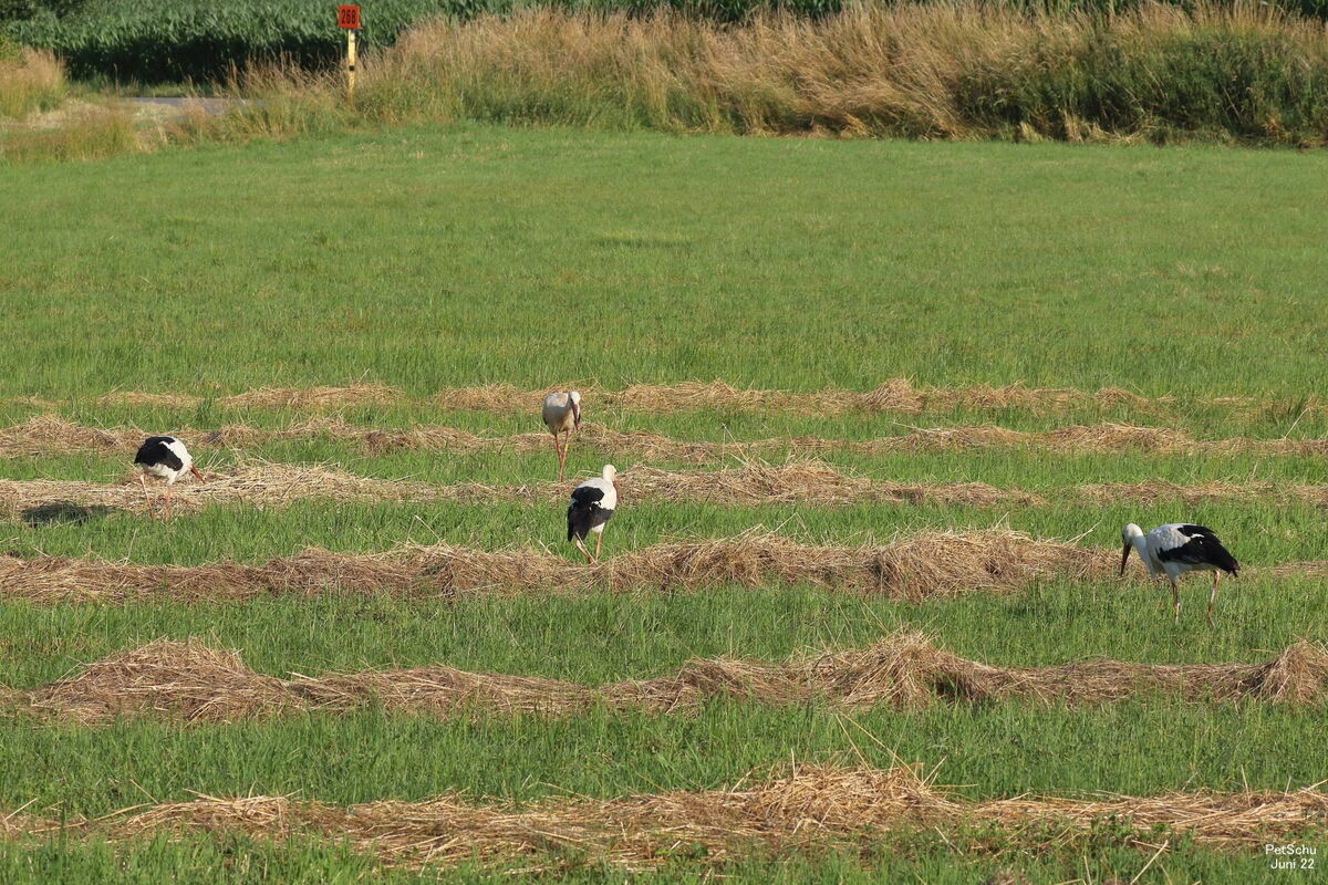 grün bewachsenes Feld mit Reihen aus Stroh, darauf verteilt vier Weißstörche