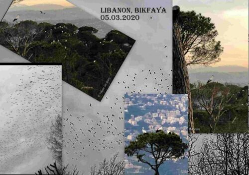 Störche über Libanon - Bikfaya 05.03.2020