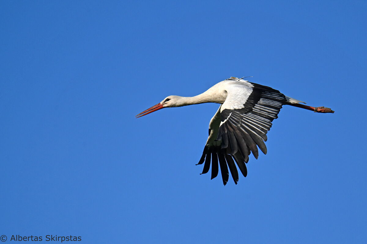 Claus im Flug, der Sender ist erkennbar