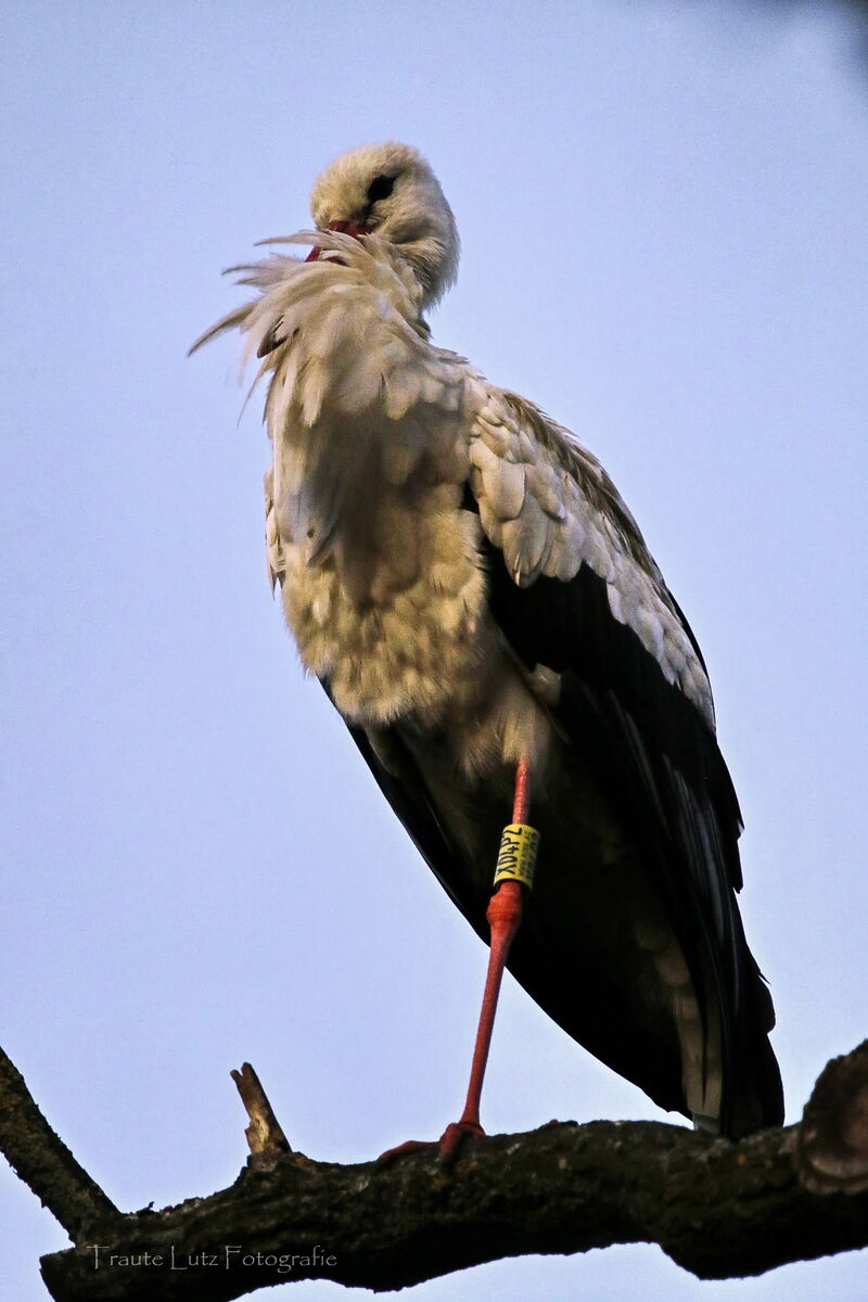 Seppl im Hochformat auf seinem Ast