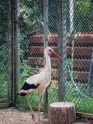 2144 Chocolate aus Mühlstedt 