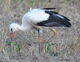 Beringter Weißstorch bei der Nahrungssuche im Feld