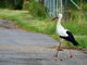 Beringter Weißstorch spaziert über eine Straße