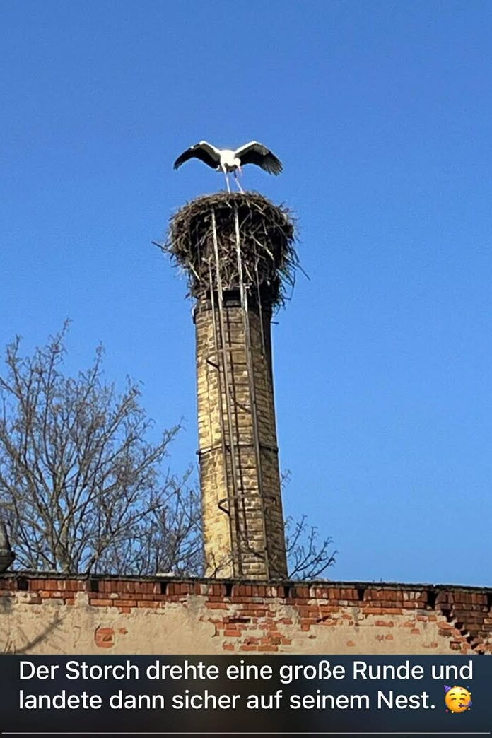 Storch Janosch steht auf seinem Nest in Wittenberg