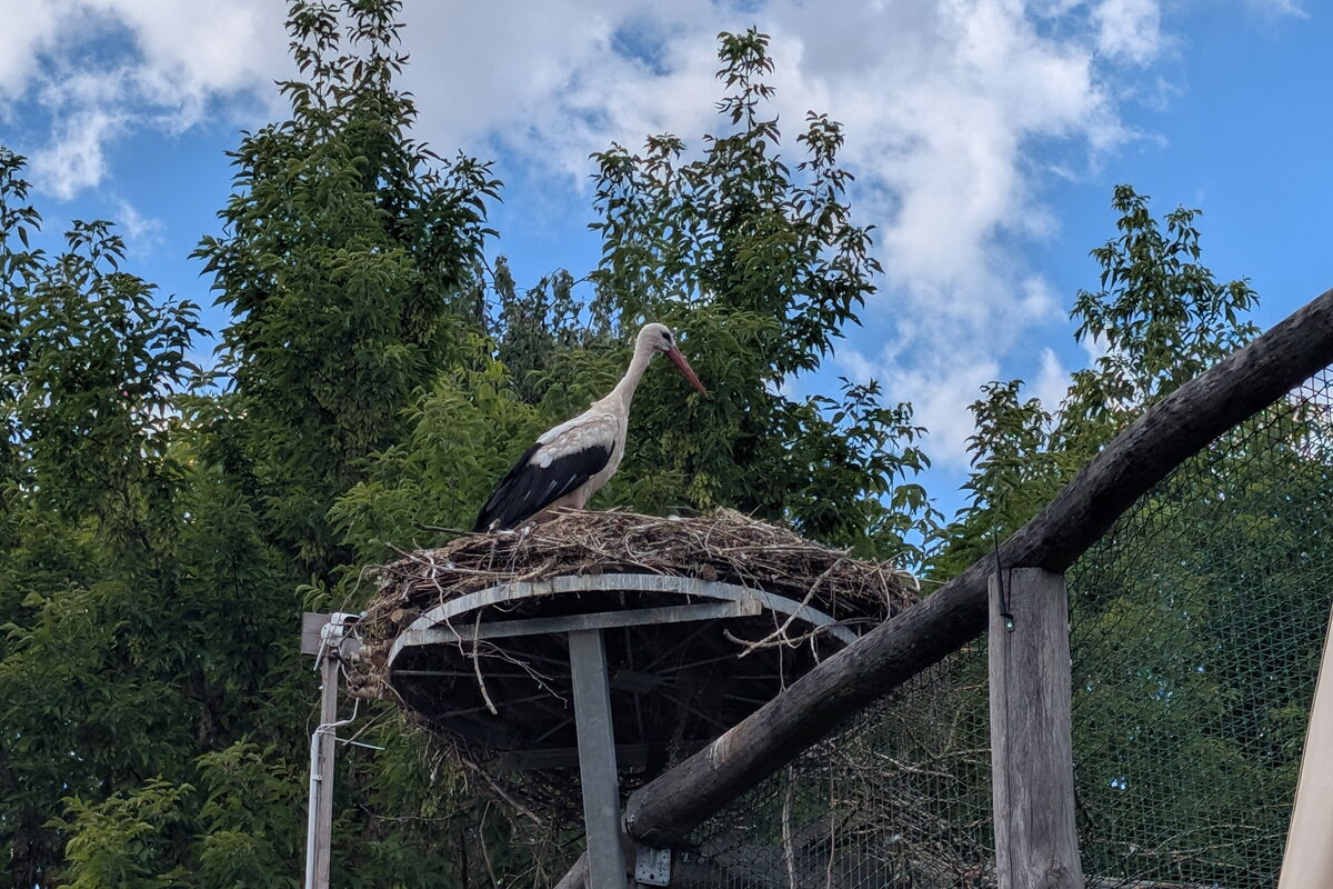 unter Tims Nest und er steht darauf