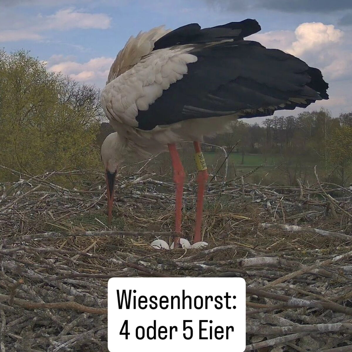 16.04.2026 Wiesenhorst 4 oder 5 Eier