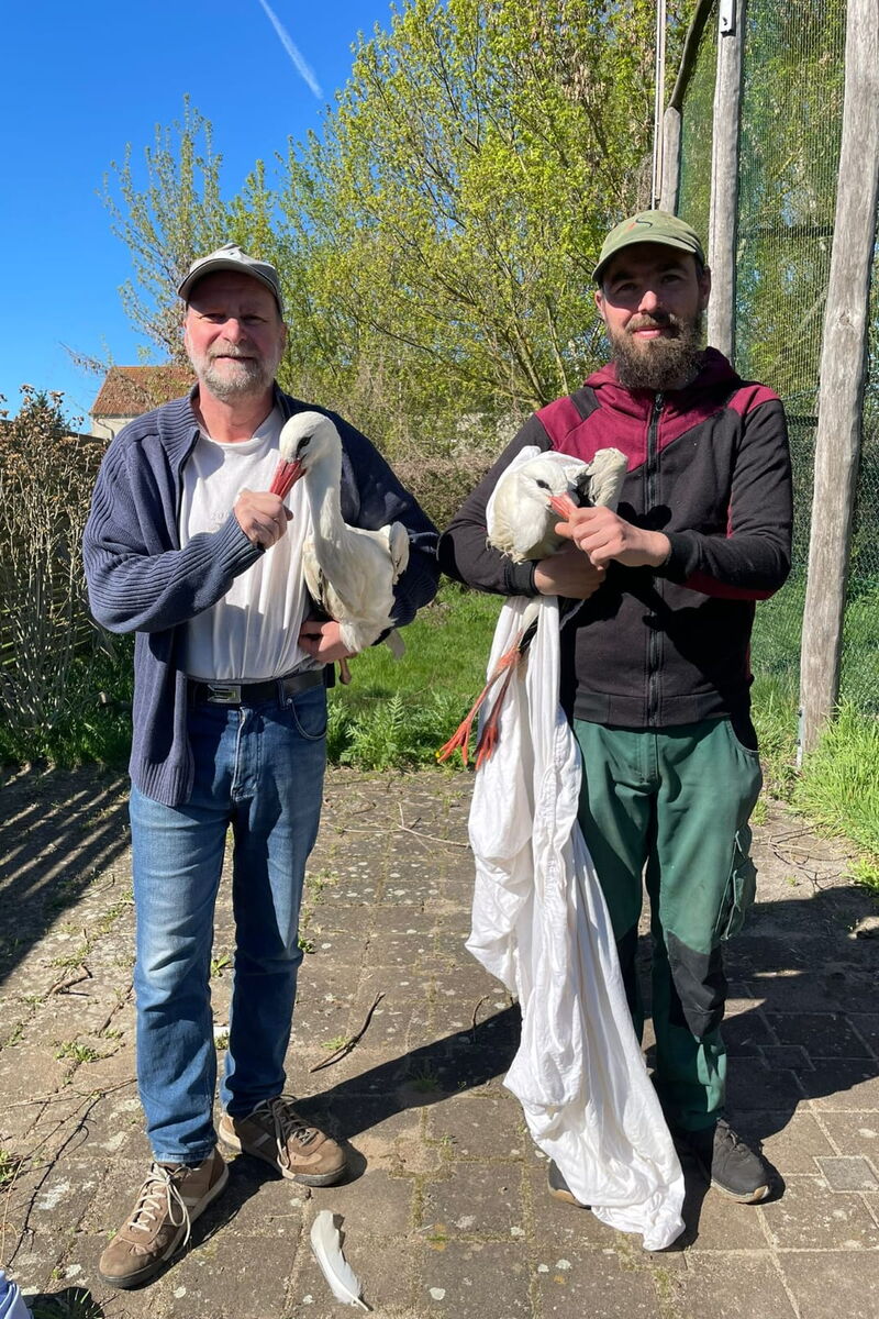 Dr. M. Kaatz und Tierpfleger Kevin halten jeweils einen Storch im Arm