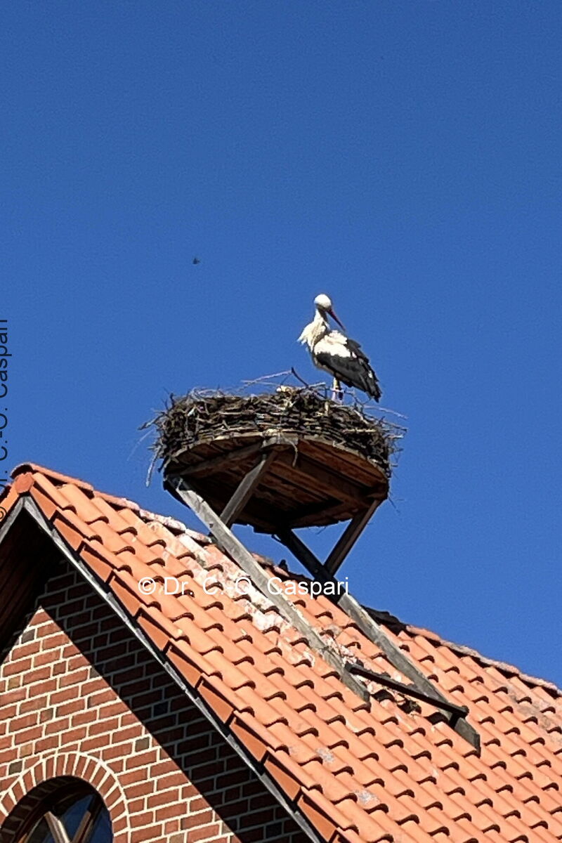 vor blauem Himmel ein Blick auf den Dachreiterhorst, darauf steht Seppl