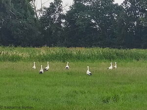 29.07.2022 bei Veltheim am Fallstein