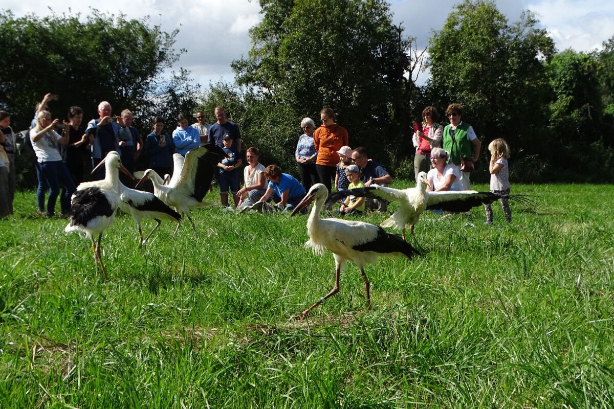 vor den Besuchern laufen die jungen Störche, gerade ausgepackt