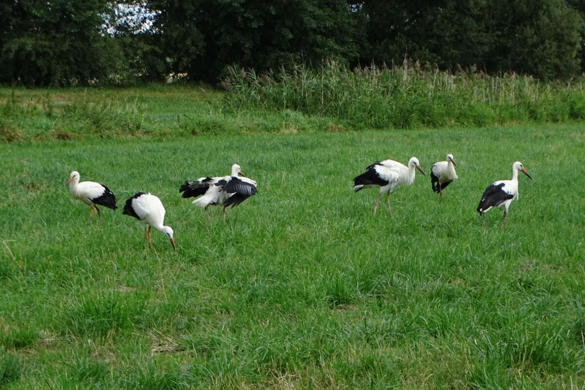 6 Weißstörche stehen in unterschiedlicher Haltung auf einer grünen Wiese