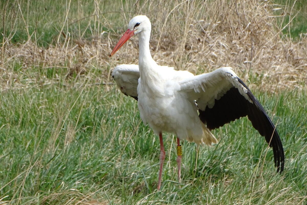 ein Storch steht auf der Wiese und breitet die Flügel aus