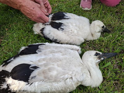 die beiden mittleren Jungtiere