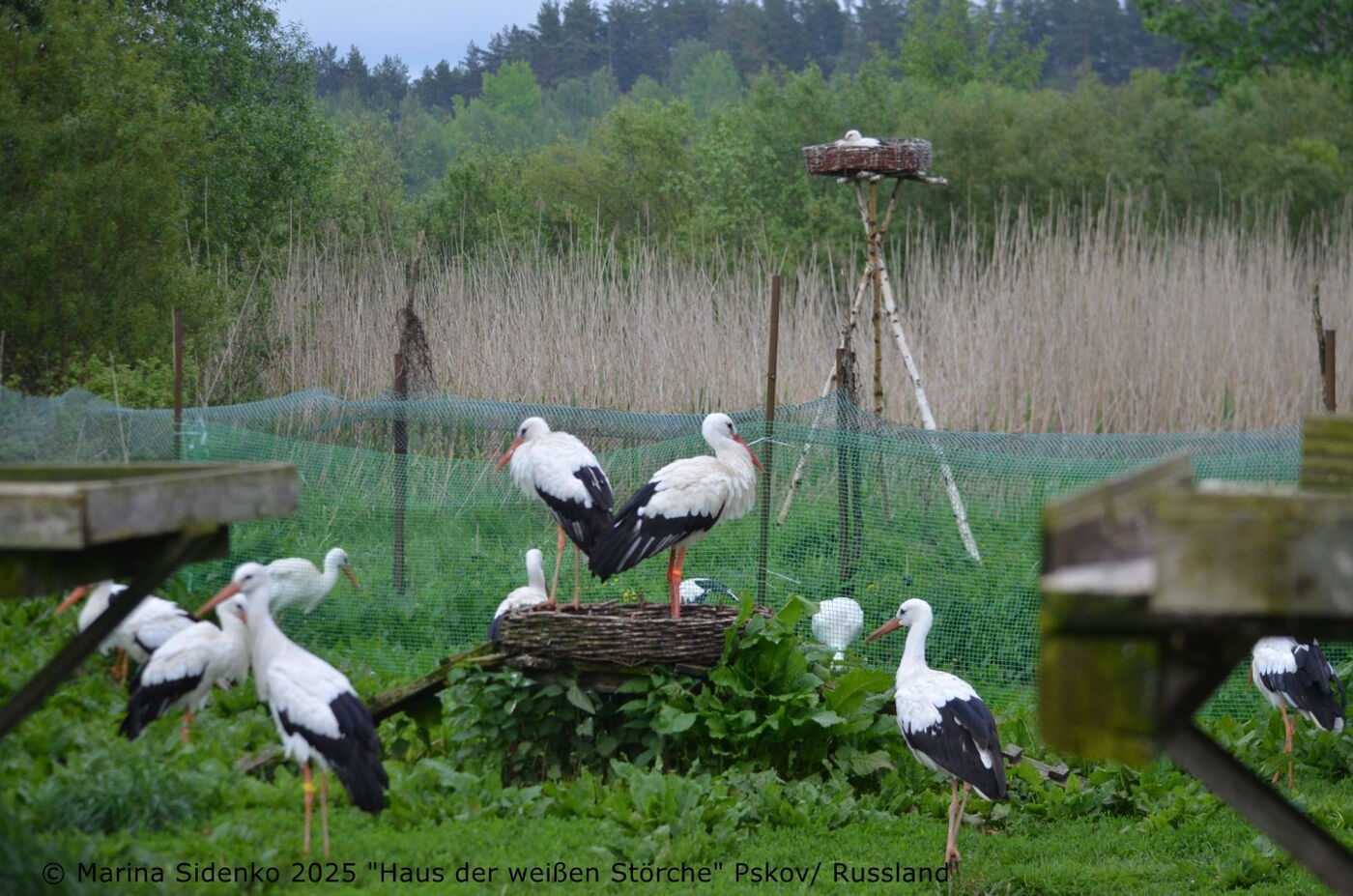 eine Gruppe von Störchen in einem Gehege. Auf dem Kunstnest stehen zwei Störche, der rechte davon ist Eugen