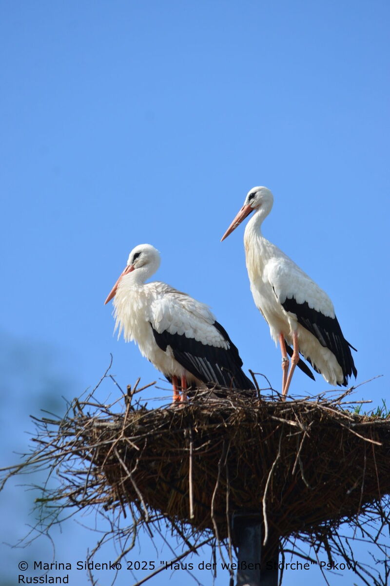 zwei Störche auf einem Storchennest